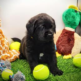 Labrador Retriever Puppies from Big Cypress labradors