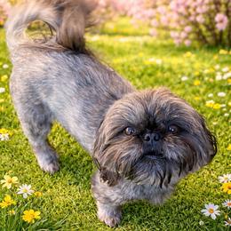 Remington - Shih Tzu