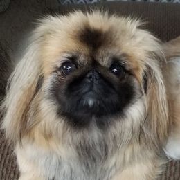 Abbie - Pekingese