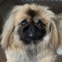 Abbie - Pekingese