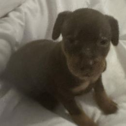 Miniature Pinschers from Lucy’s Min Pin