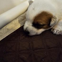 Bird - Red speckled male Australian Cattle Dog puppy in Sneedville, Tennessee from JoAnn's Australian Cattle Dogs