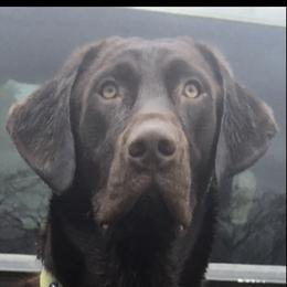 Jep - Labrador Retriever