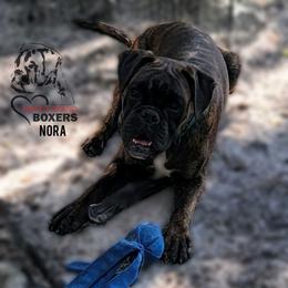 Nora - Boxer