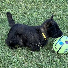 Scottish Terrier puppies from Maylark Scottish Terriers