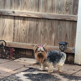 Pipe - Yorkshire Terrier