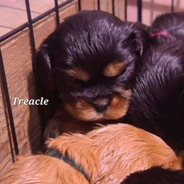 Treacle - Black and tan female Cavalier King Charles Spaniel puppy in Winthrop, New York from McMahon's Cavalier King Charles Spaniels