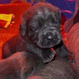 Cane Corso Puppies from Venom Cane Corsos