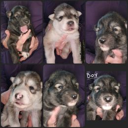 Canna the Crab - Native American Indian Dog puppy in California from Night Eyes NAIDs