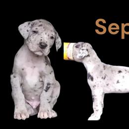 Sepia - Merle male Great Dane puppy in Brookings, South Dakota from Debonair Danes