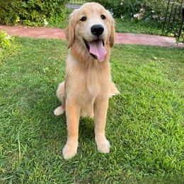 Armani - Golden male Golden Retriever puppy in New York Mills, New York from Nevani Goldens & Siberians
