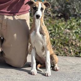 Ember - Red brindle female Whippet puppy in Sugar Valley, Georgia from Pinnacle Farm and Kennel