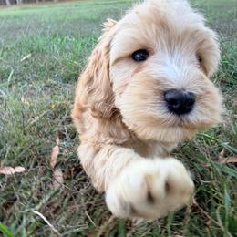 Peter with training - Red male Cockapoo puppy in Boonville, North Carolina from Doods & Dolls
