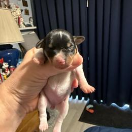 Riley pup 1 - White black and tan female Toy Fox Terrier puppy in Clermont, Florida from Debbie Hiles's Toy Fox Terriers