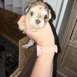 Yellow Collar - Merle female Schnoodle puppy in Winchester, Tennessee from Mahaffey’s Doodles