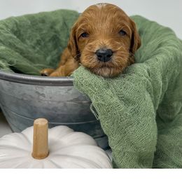 Woody - Red  male Goldendoodle puppy in State Road, North Carolina from Must Love Doodles