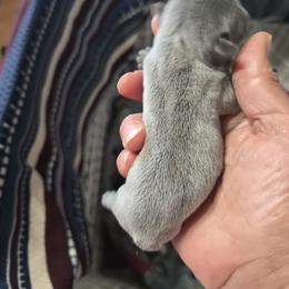 Blue with little dot - Blue female French Bulldog puppy in Summerville, Tennessee from R&J Frenchie