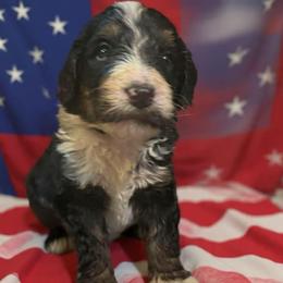 Pink girl (Lacy) - Tri-color female Bernedoodle puppy in Strattanville, Pennsylvania from Goldhaly Peach Doodles