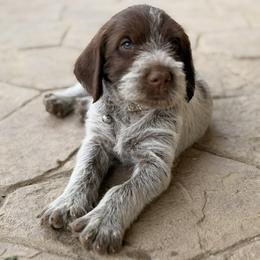Grey Collar Male - Brown and gray male Wirehaired Pointing Griffon puppy in Sheldon, Vermont from Ole Poor Farm