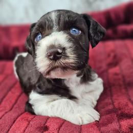 Stetson blue eyes - Parti male Miniature Schnauzer puppy in Panama City, Florida from Emerald Coast Schnauzers