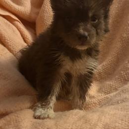 Prancer - Red and white male Siberian Husky puppy in Doswell, Virginia from Shinko Siberians
