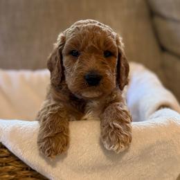 Benny - Apricot male Goldendoodle puppy in Fayetteville, Arkansas from Mountain Grove Doodles