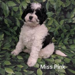 Miss Pink - Parti female Goldendoodle puppy in Lebanon, Pennsylvania from Robertson's Retrievers and Doodles