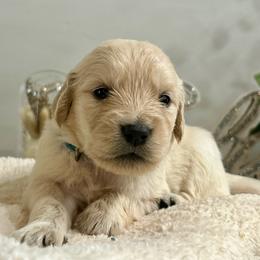 Mila - Light golden female Golden Retriever puppy in Doniphan, Missouri from Stockford’s Golden Retrievers