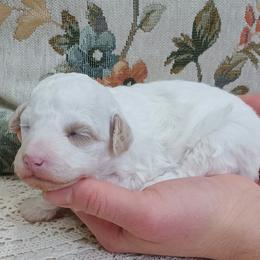 Casper - White male Poodle puppy in Rochester, New York from Mellies Miniature Poodles