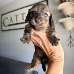 Vienna - Brindle female Dachshund puppy in Alva, Florida from Salty C's Dachshunds