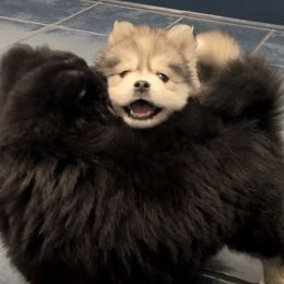 Pomsky Puppies from PomskyParadise