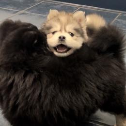 Pomsky Puppies from PomskyParadise
