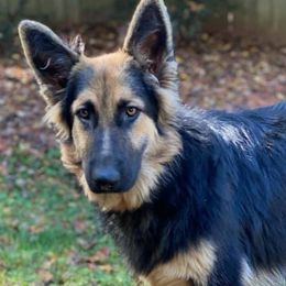 German Shepherds from Bentley’s German Shepherds