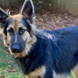 German Shepherds from Bentley’s German Shepherds