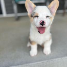 Champ - Blue merle and white male American Corgi puppy in Brownstown, Indiana from Brave Country Kennels