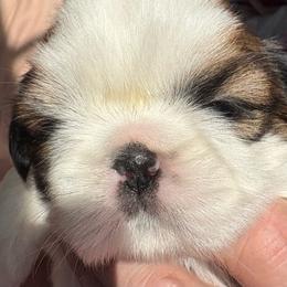 LG1 - Gold and white female Shih Tzu puppy in Madras, Oregon from Maridee’s ShihTzu