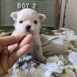 Boy 2 - White male Maltese puppy in Moreno Valley, California from Leslie's Maltese