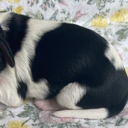 Cavalier King Charles Spaniels from Kids and Canines