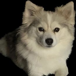 Brinkley - Pomsky