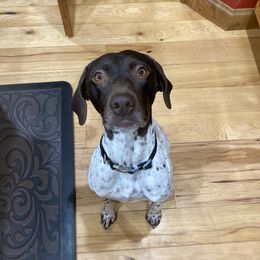 Sabra - German Shorthaired Pointer