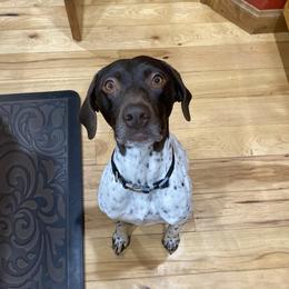 Sabra - German Shorthaired Pointer