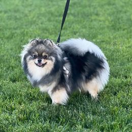 Binx - Pomeranian