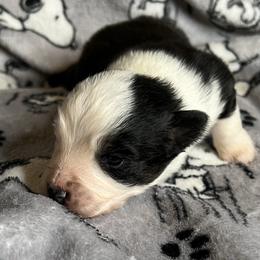 Black Tri Male with Blue Eyes - Black tri male Miniature Australian Shepherd puppy in Taunton, Massachusetts from Checkered Flag Champions Mini Aussies