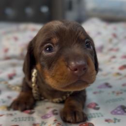 Macho - Chocolate and tan male Dachshund puppy in Palmetto Bay, Florida from Rightous Way Kennel