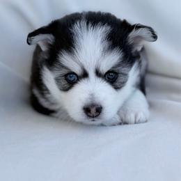 April - Black and white female Pomsky puppy in Memphis, Missouri from Happy Hills Kennels