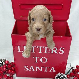 Martin - Red  male Goldendoodle puppy in Eau Claire, Wisconsin from Fisher River Doodle's