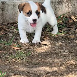 Nash - White and tan male Russell Terrier puppy in Valley Mills, Texas from Bar Rafter C Shorty Jacks