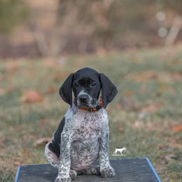 German Shorthaired Pointer and Vizsla Puppies from Nosam Kennels