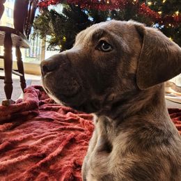 Logan - Cane Corso puppy in Roachdale, Indiana from Cast Iron Kennels