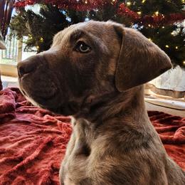 Logan - Cane Corso puppy in Roachdale, Indiana from Cast Iron Kennels